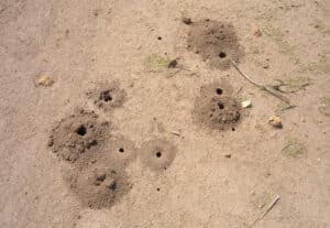 Ground nest tumuli