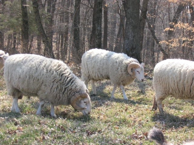 Gulf Coast rams