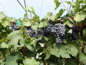 High tunnel-grown grapes in University of Arkansas