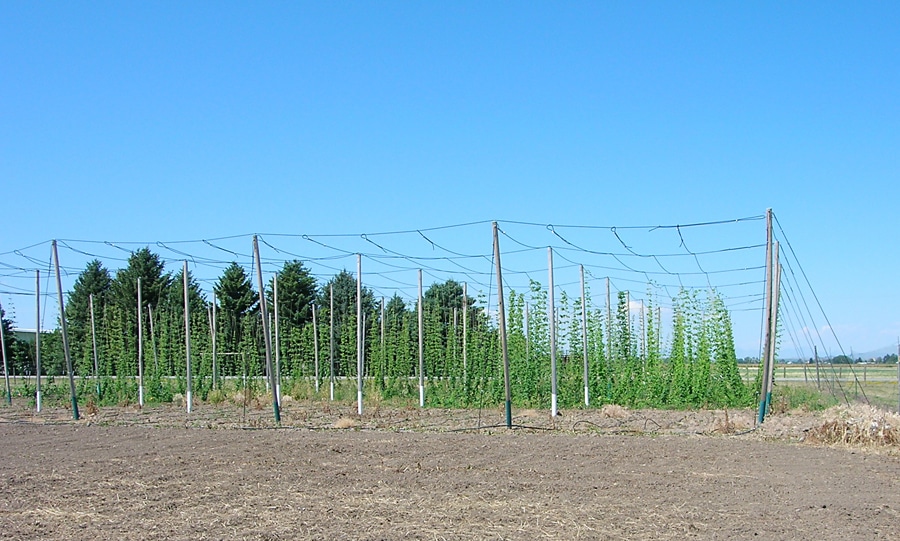 Hops trellis