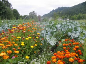 Insectary plants used within field as crop row-end markers