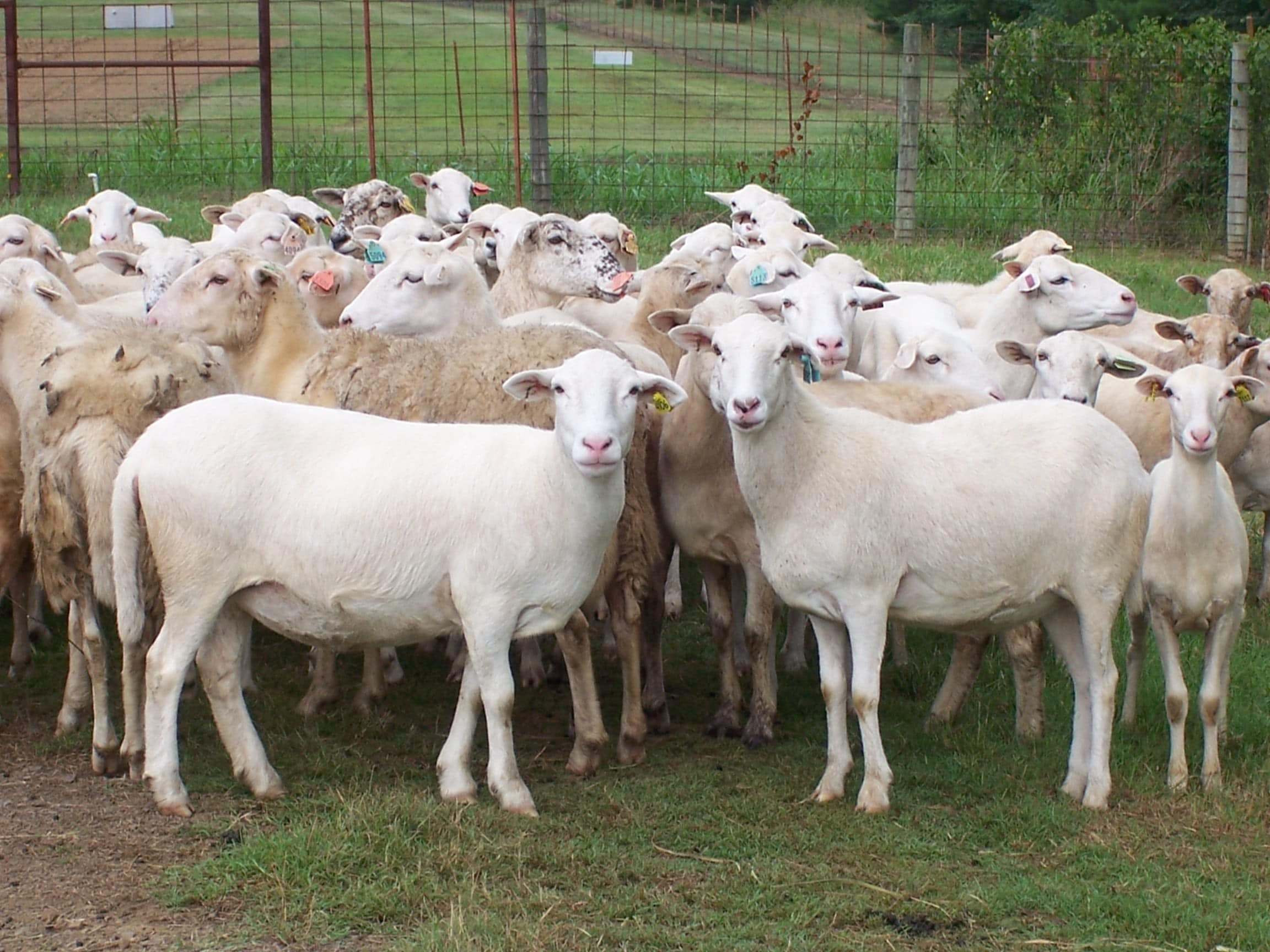 St. Croix and Katahdin sheep.