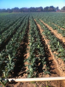 kale in California field