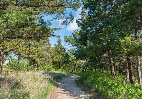 A dirt lane winds through a stand of trees and grasses in Kansas.