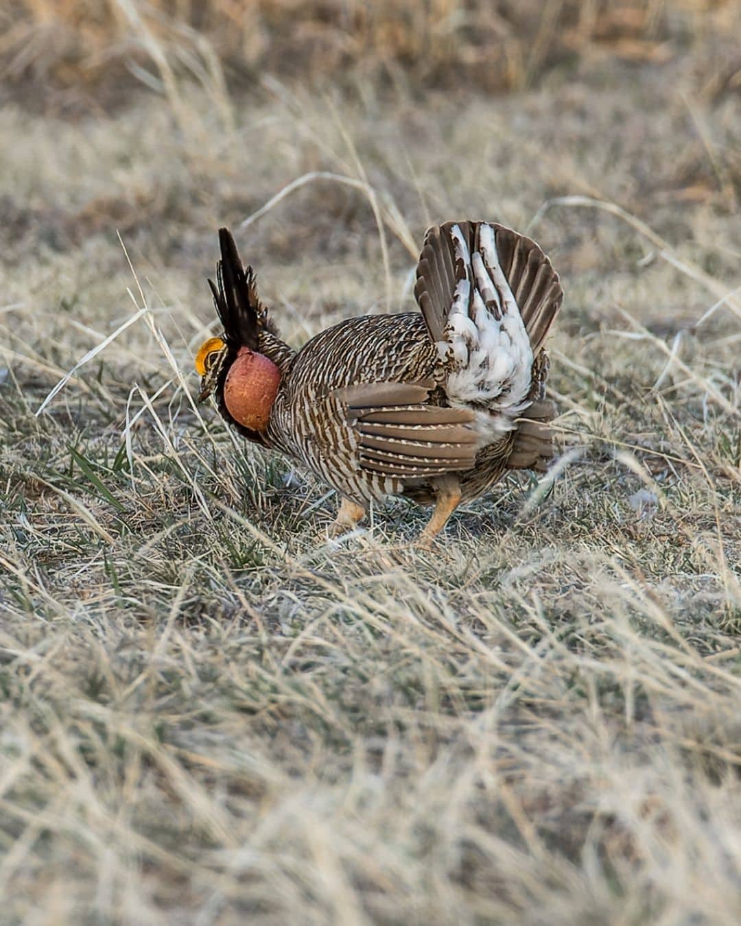 A male Lesser Prairie Chicken displaying at a lek.