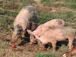 cerdos comiendo verduras