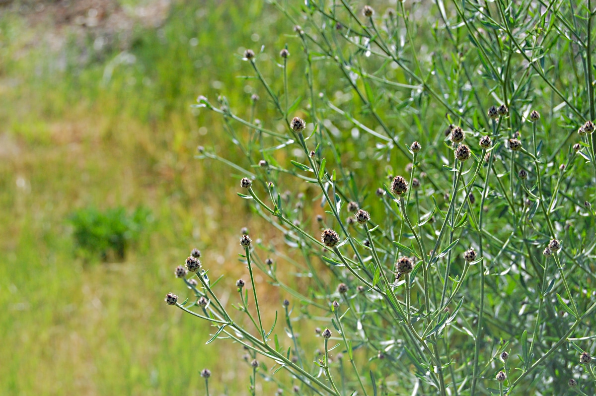 Margin weeds