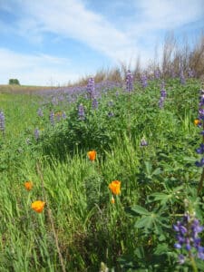 Wildflowers planted to create on-farm habitat.