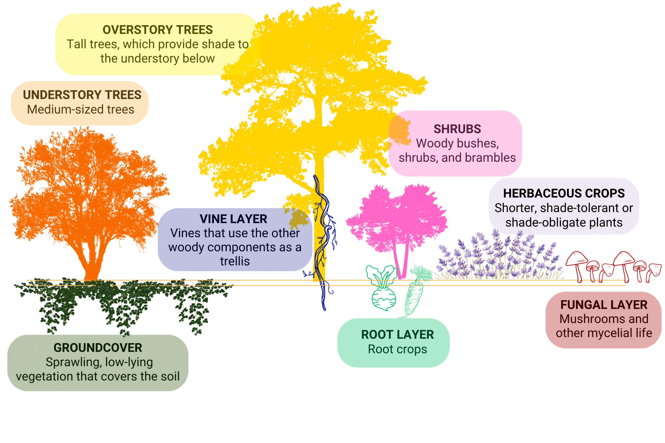 graphic showing vertical layers on plans and fungi