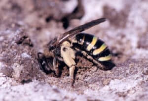 Adult alkalai bee on ground