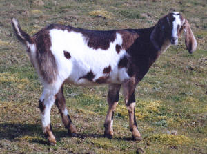Cabra nubia