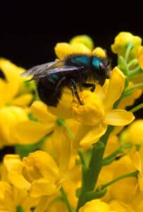 mason bee on berberis