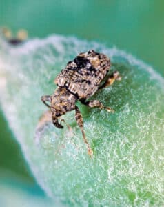 Plum curculio adult