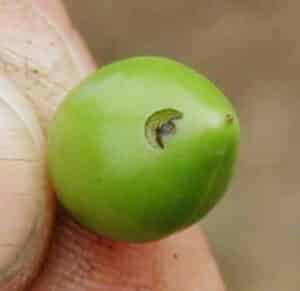Plum curculio oviposition scar