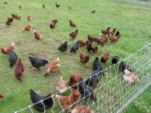 bandada de pollos