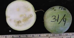 Egusi melon