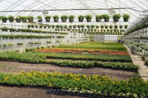 Hanging baskets