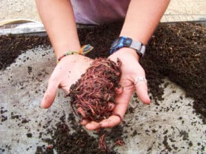 Vermicompost