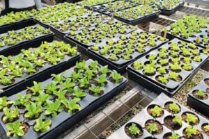 Silica in potting media