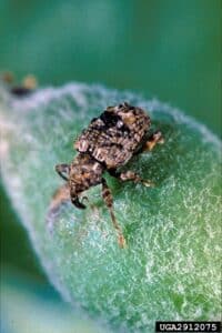 Adult plum curculio