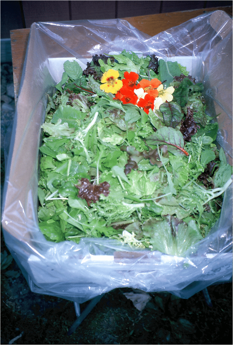 lettuce sample