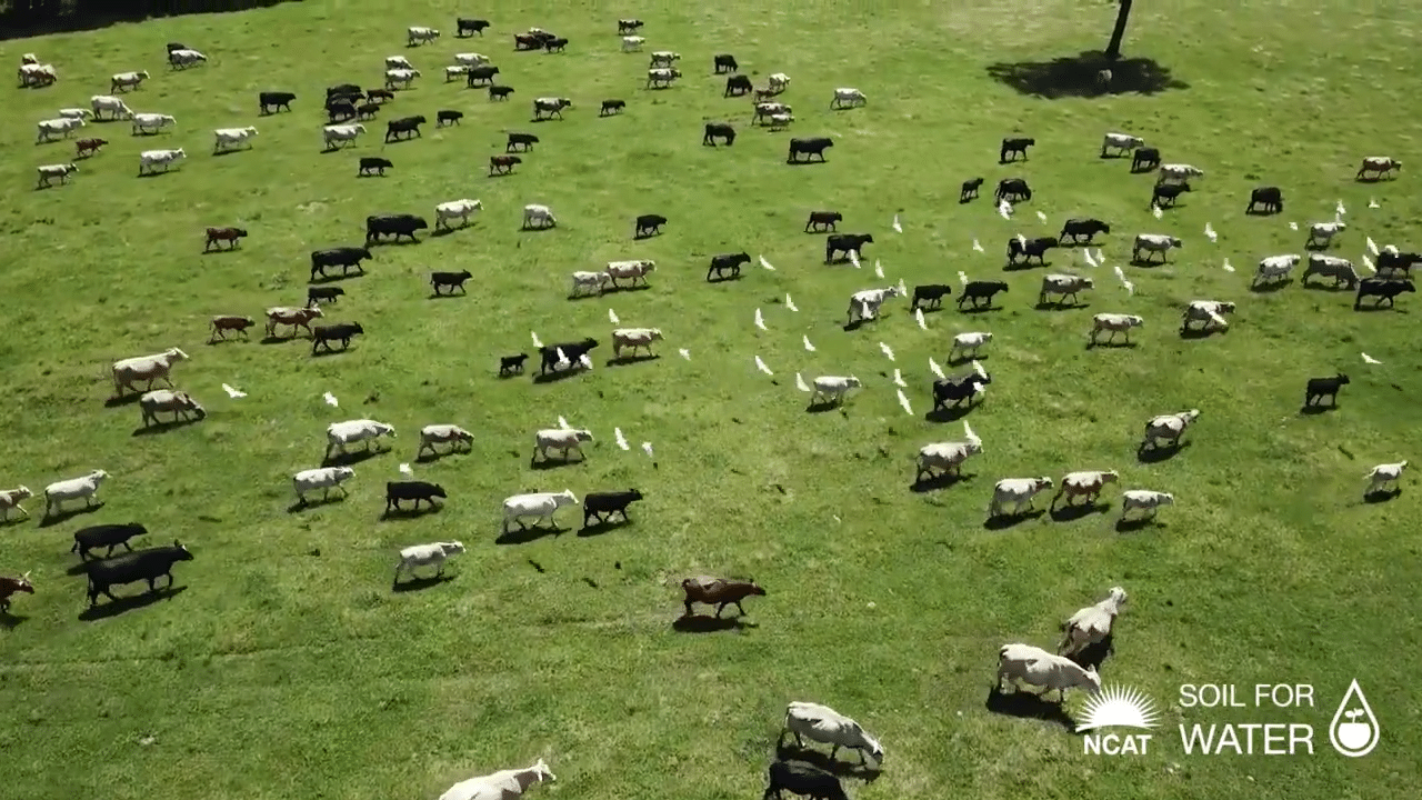 Integrate Livestock for Soil Health