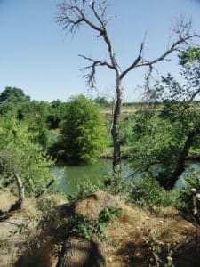 farm pond with snag and surrounding vegetation