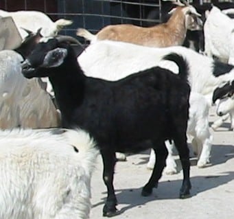Cabra española