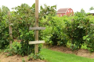 Sta-N-Step Berry Farm