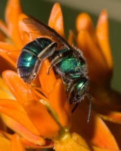 Metallic green sweat bee