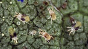 Twospotted spider mites