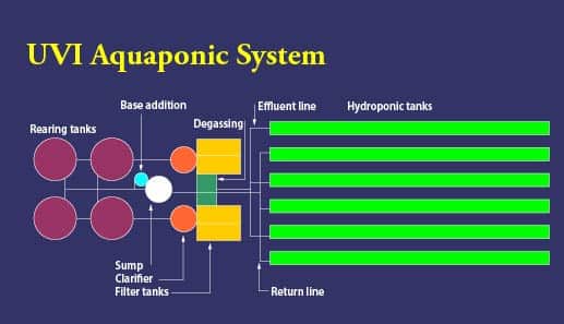 Esquema del sistema acuapónico UVI