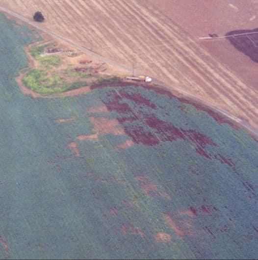 Aerial view of field showing symphylan damage in the same places