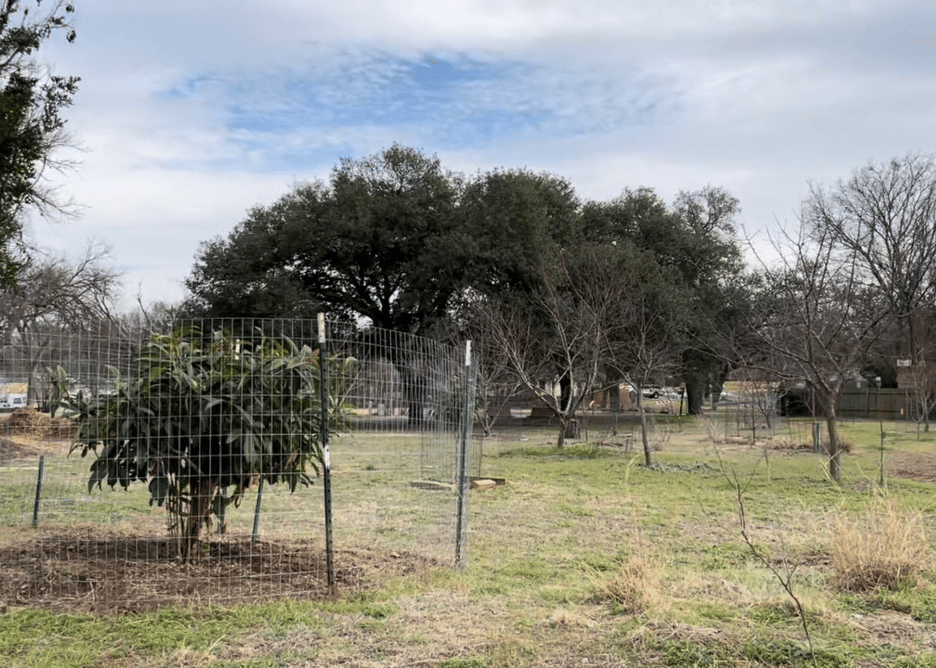 The City of Austin, Texas, is using urban agroforestry to restore a floodplain after a buyout project 
