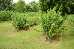alleyway management on Stay-n-Step Blueberry Farm