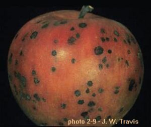 apple scab