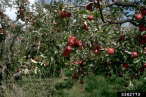 Apple tree