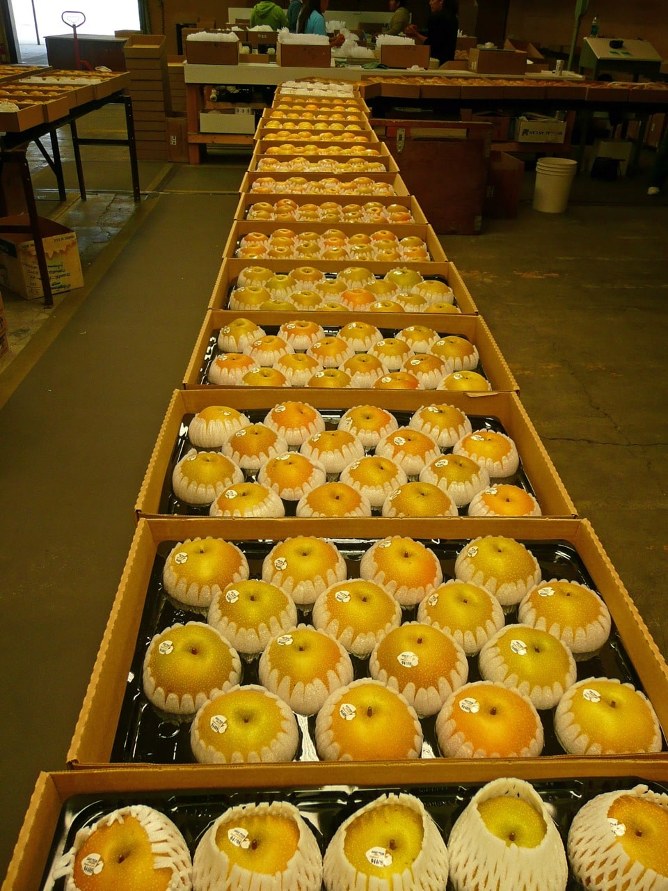 Asian pear packing line
