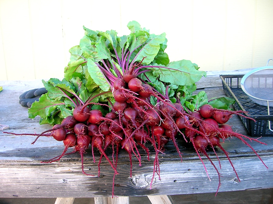 baby beets
