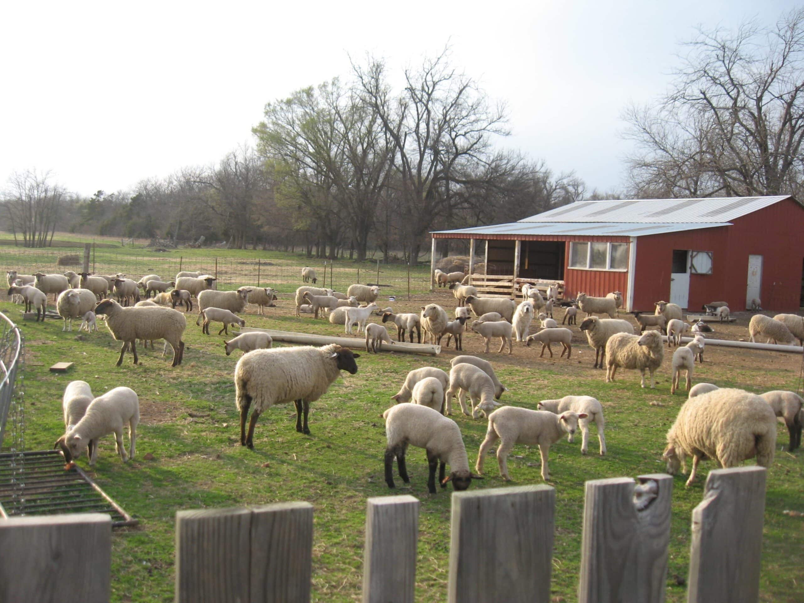 Barnlot full of sheep
