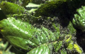 black cherry aphid