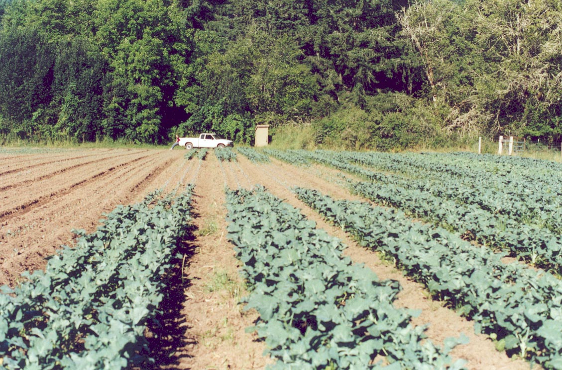 Three views of one broccoli field showing symphylan damage.
