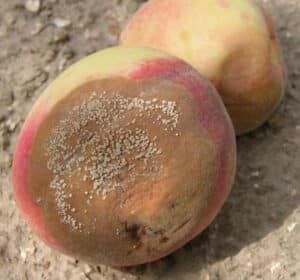 brown rot