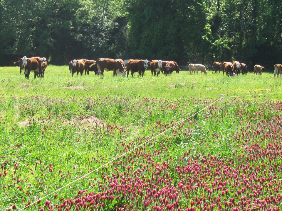 cattle grazing diverse forage