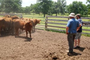 cattle pen