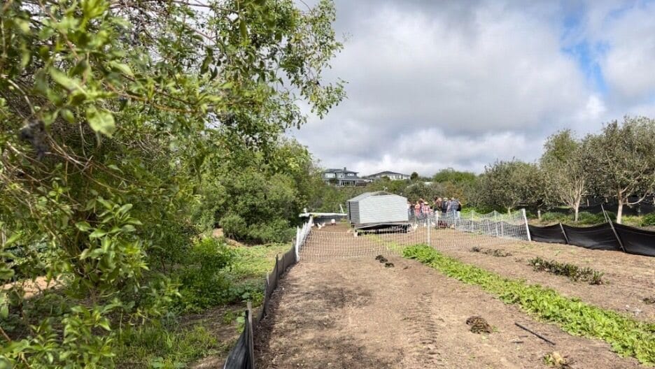 Coastal Roots Farm in San Diego, California, plants vegetables in between rows of elderberry, fig, pomegranate, and pineapple guava trees, and incorporates chickens at certain times of the year to add fertility to the soil and to provide the farm with eggs to sell
