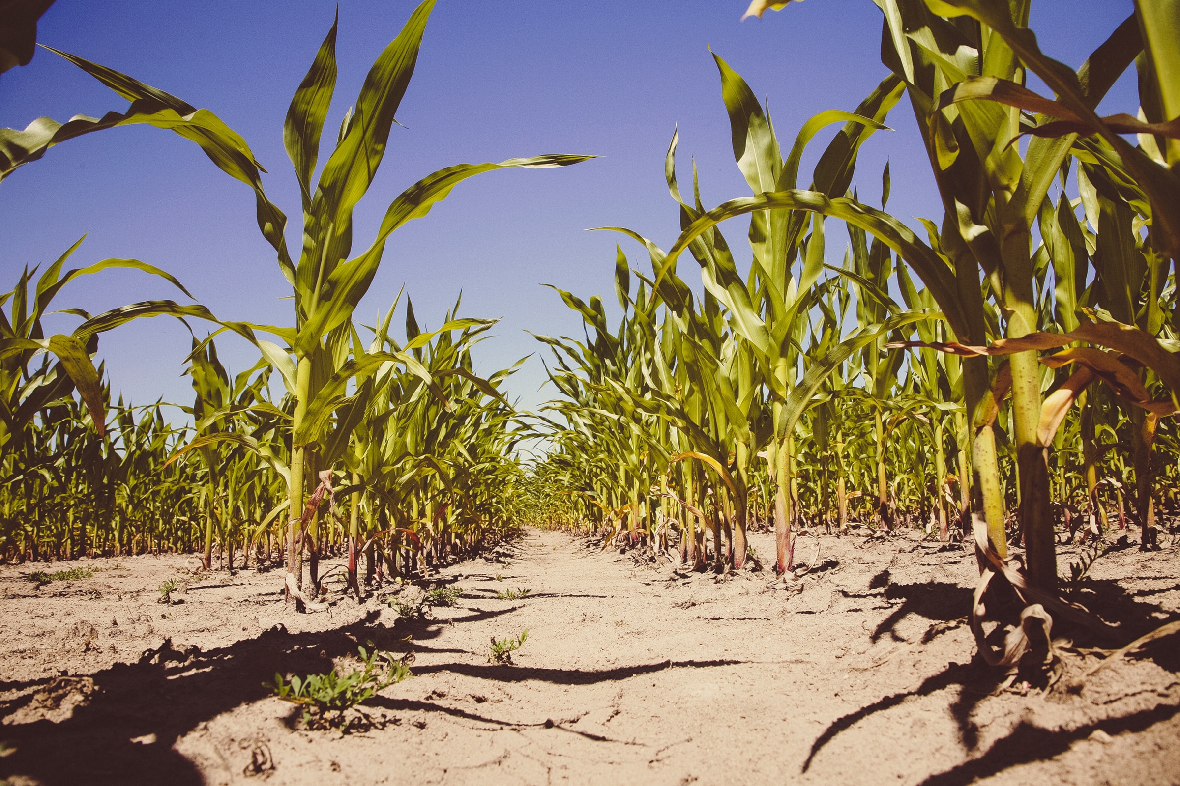 cornfield