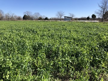 cover cropped field