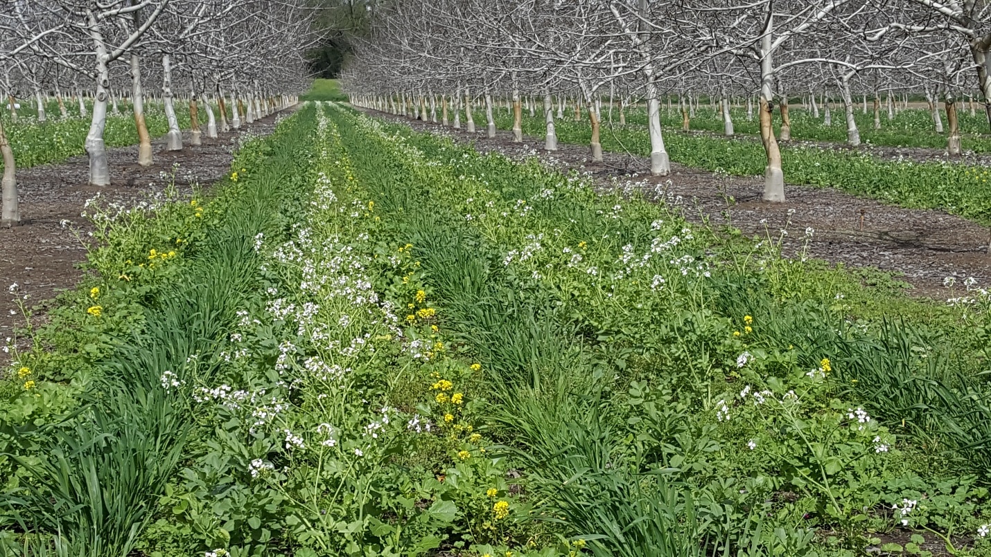cover crops in a walnut orchard