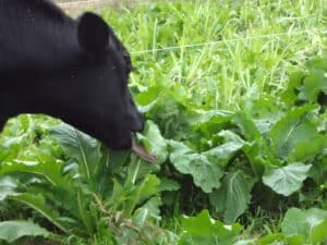 vaca comiendo un nabo
